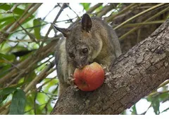 Possum Removal Melbourne