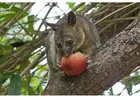 Possum Removal Melbourne